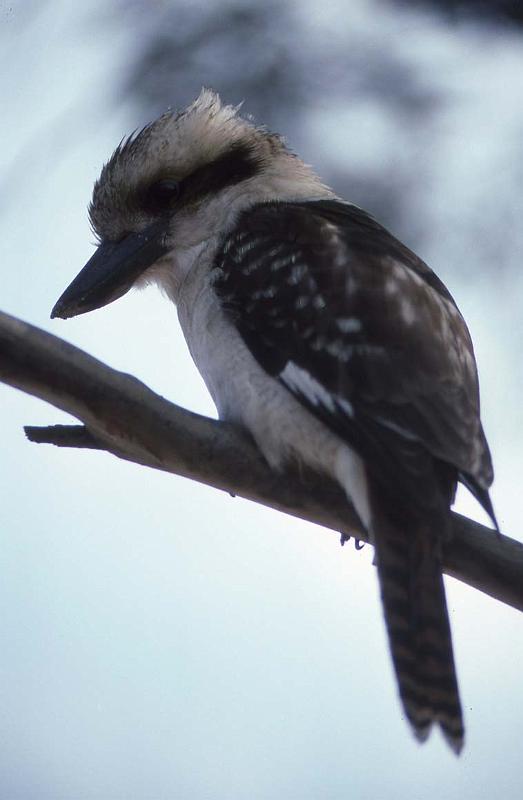 RWT 0075 080-38 Australia Kookaburra.jpg